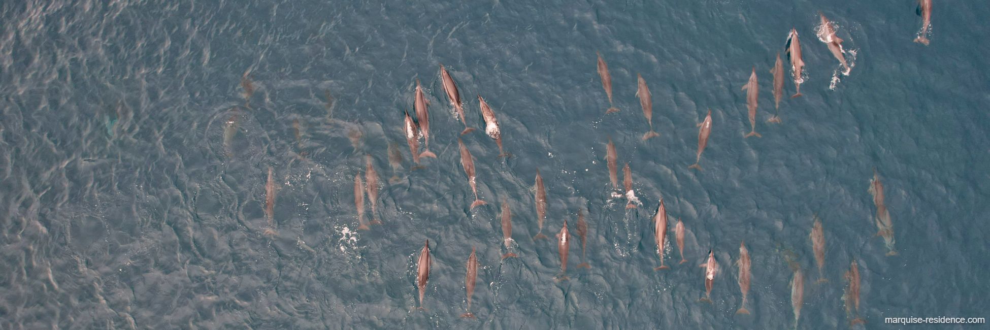 Dolphins at sunrise
